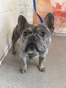 ZAZA -  French Bulldog Dog for Adoption in San Bernardino, California - ZAZA | PetCurious