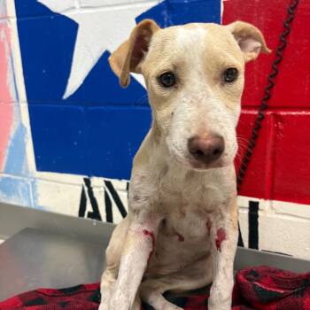 Ashley -  Mixed Breed Dog for Adoption in Lufkin, Texas - Ashley | PetCurious