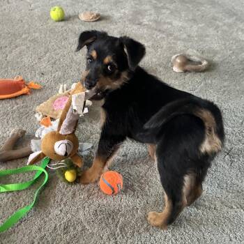 Mixed Breed Dogs Available for Adoption in West Richland, Washington - Noah | PetCurious
