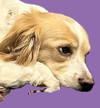 Rescue Terrier Dogs for Adoption in Savannah, Georgia - Koda | PetCurious