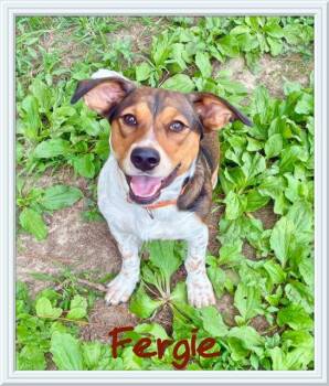 Fergie -  Beagle Dog for Adoption in Farmingdale, New York - Fergie | PetCurious