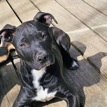 Border Collie and Chihuahua Dogs Available for Adoption - Ziggy | PetCurious