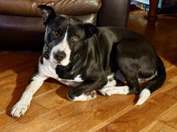 Rescue Mixed Breed Dogs for Adoption in Cando, Saskatchewan - Happy | PetCurious