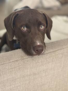 Flash f.k.a. Hershey -  Labrador Retriever Dog for Adoption in Wando, South Carolina - Flash F.k.a. Hershey | PetCurious