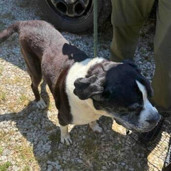 Aemon Stray Hold 8/31 -  Mixed Breed Dog for Adoption in Huntington, West Virginia - Aemon Stray Hold 8/31 | PetCurious