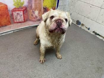 FRANK -  French Bulldog Dog for Adoption in San Bernardino, California - FRANK | PetCurious