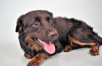 Field Spaniel and Mixed Breed Dogs Available for Adoption in Fort Lauderdale, Florida - PERCY | PetCurious