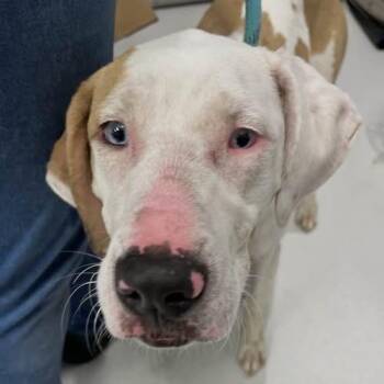 Dreama -  Mixed Breed Dog for Adoption in Jeffersonville, Indiana - Dreama | PetCurious