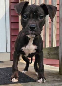 Pit Bull Terrier Dogs Available for Adoption in Albany, New York - Dion (2 Months Old) | PetCurious
