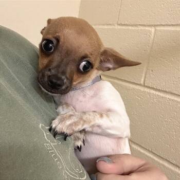 Pinto Bean -  Mixed Breed Dog for Adoption in Hendersonville, North Carolina - Pinto Bean | PetCurious