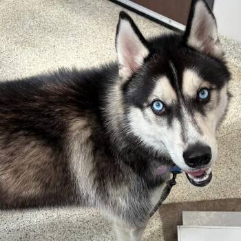 EPAC372/James -  Husky Dog for Adoption in Oak Park, Illinois - EPAC372/James | PetCurious