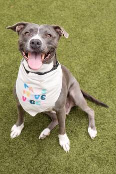 Rescue Pit Bull Terrier Dogs for Adoption in Scottsdale, Arizona - Dolly | PetCurious