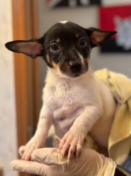 Celeste -  Smooth Fox Terrier and Chihuahua Dog for Adoption in Thompson Falls, Montana - Celeste | PetCurious