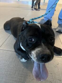 LUCKY -  Pit Bull Terrier Dog for Adoption in Rancho Cucamonga, California - LUCKY | PetCurious