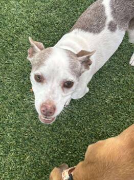 Rescue Rat Terrier Dogs for Adoption in Phoenix, Arizona - Camper | PetCurious