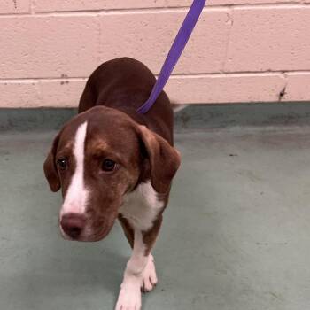 Macy Gray -  Mixed Breed Dog for Adoption in Memphis, Tennessee - Macy Gray | PetCurious