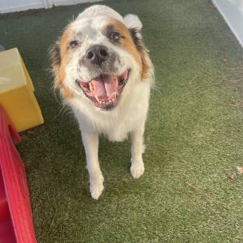 Rosie -  Australian Shepherd Dog for Adoption in Baker, Louisiana - Rosie | PetCurious