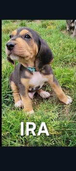 Ira (Vina’s 9 4) -  Hound Dog for Adoption in Lewis Center, Ohio - Ira (Vina’s 9 4) | PetCurious