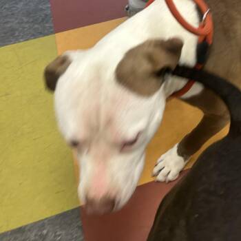 American Staffordshire Terrier Dogs Available for Adoption in Philadelphia, Pennsylvania - Thierry | PetCurious