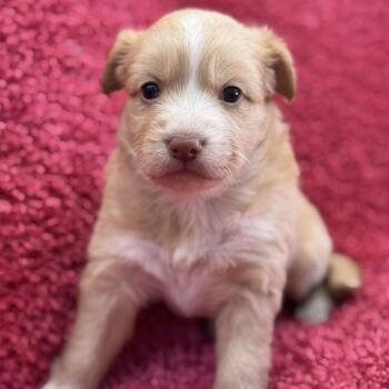 Rescue Spaniel and Terrier Dogs for Adoption in San Diego, California - Taffy Pup - Dreamsicle | PetCurious