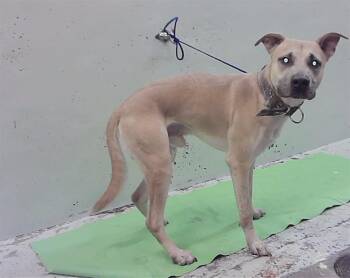 A2092909 -  Staffordshire Bull Terrier and Mixed Breed Dog for Adoption in Houston, Texas - A2092909 | PetCurious