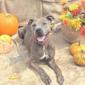 Rescue American Staffordshire Terrier and Labrador Retriever Dogs for Adoption in Brookeville, Maryland - Gigi | PetCurious