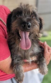 Dormer -  Schnauzer and Poodle Dog for Adoption in Ramona, California - Dormer | PetCurious