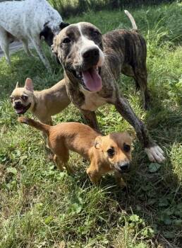 Raspberry -  Pit Bull Terrier Dog for Adoption in Cheektowaga, New York - Raspberry | PetCurious