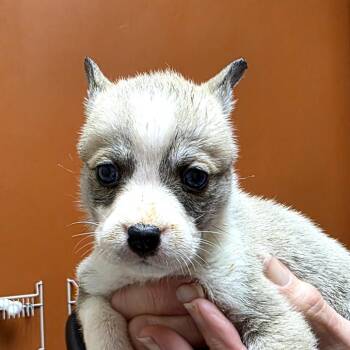 Mixed Breed Dogs Available for Adoption - Thunder | PetCurious