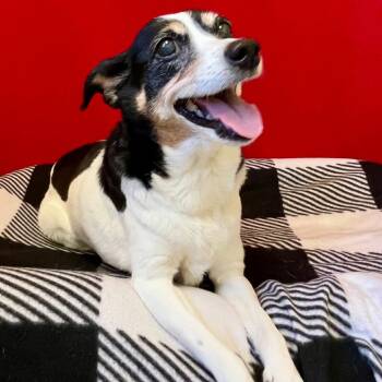 Rescue Terrier Dogs for Adoption in Pekin, Illinois - Margie | PetCurious