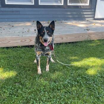 Ranger -  Mixed Breed Dog for Adoption in Sioux Falls, South Dakota - Ranger | PetCurious