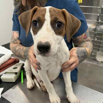 Rescue Bull Terrier Dogs for Adoption in Bastrop, Texas - Bitty 25-10-110 | PetCurious