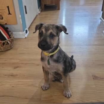 Rescue Mixed Breed Dogs for Adoption in Buffalo, Minnesota - Lucky | PetCurious