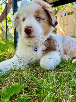 Kojak -  Australian Shepherd Dog for Adoption in Troy, Illinois - Kojak | PetCurious