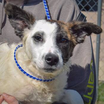 Rescue Border Collie and American Staffordshire Terrier Dogs for Adoption in Huntley, Illinois - Brady | PetCurious