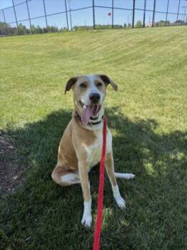 LOLA -  Labrador Retriever and Mixed Breed Dog for Adoption in Derwood, Maryland - LOLA | PetCurious