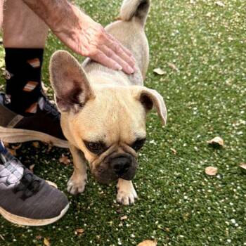 Benjamin -  Pug and French Bulldog Dog for Adoption in Alvin, Texas - Benjamin | PetCurious