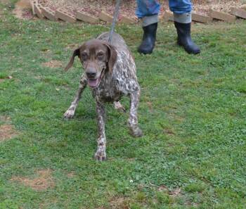 German Shorthaired Pointer Dogs Available for Adoption in Jackson, Louisiana - Bell Star | PetCurious