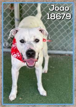 Labrador Retriever and Dogo Argentino Dogs Available for Adoption in Marietta, Georgia - JOAO | PetCurious
