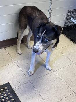 CLAIRE -  Siberian Husky and Mixed Breed Dog for Adoption in Stockton, California - CLAIRE | PetCurious
