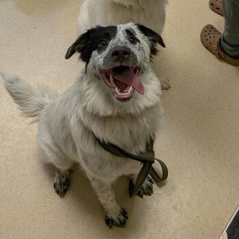 Kodi -  Great Pyrenees and Australian Cattle Dog Blue Heeler Dog for Adoption in Toledo, Ohio - Kodi | PetCurious