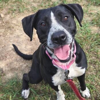 Fable -  Labrador Retriever Dog for Adoption in Shepherdsville, Kentucky - Fable | PetCurious