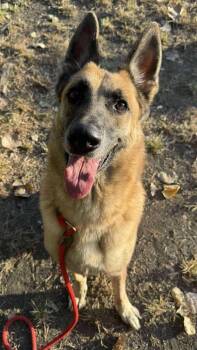 Rescue German Shepherd Dog Dogs for Adoption in Suamico, Wisconsin - Shi | PetCurious