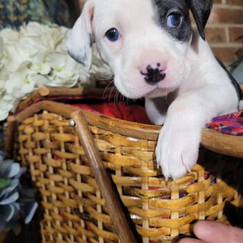 Pit Bull Terrier and Terrier Dogs Available for Adoption - Fanta - Zelda