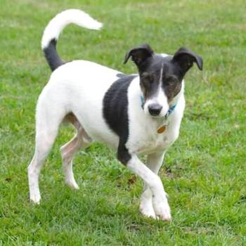 Everett -  Rat Terrier Dog for Adoption in Minneapolis, Minnesota - Everett | PetCurious