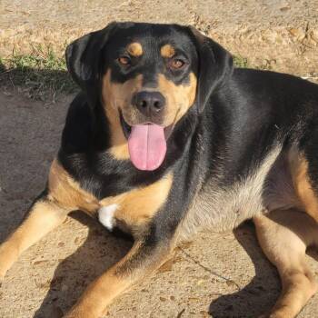 Rescue Labrador Retriever and Hound Dogs for Adoption in Oswego, Illinois - Foster LIA! | PetCurious