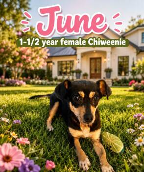 JUNE 1-1/2 YEAR FEMALE CHIWEENIE - PETCO, 5011 E. RAY ROAD, PHX  -  Chiweenie Dog for Adoption in Mesa, Arizona - JUNE 1-1/2 YEAR FEMALE CHIWEENIE - PETCO, 5011 E. RAY ROAD, PHX  | PetCurious