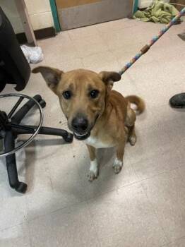 Rescue Mixed Breed Dogs for Adoption in Philadelphia, Pennsylvania - Chad | PetCurious