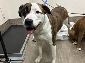 Pit Bull Terrier and Mixed Breed Dogs Available for Adoption - A527571 | PetCurious