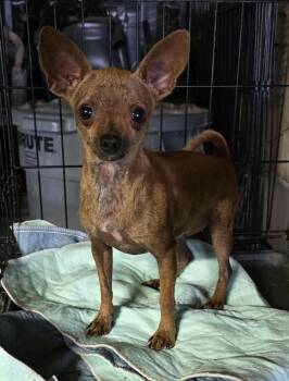Lilly -  Chihuahua Dog for Adoption - Lilly | PetCurious